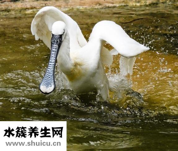 油耳屎有腋臭怎么辦