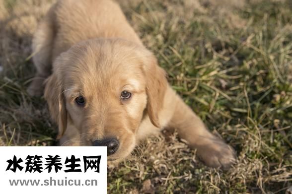 金毛犬怎么養(yǎng)