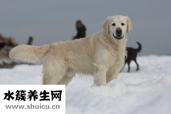 金毛犬怎么養(yǎng)
