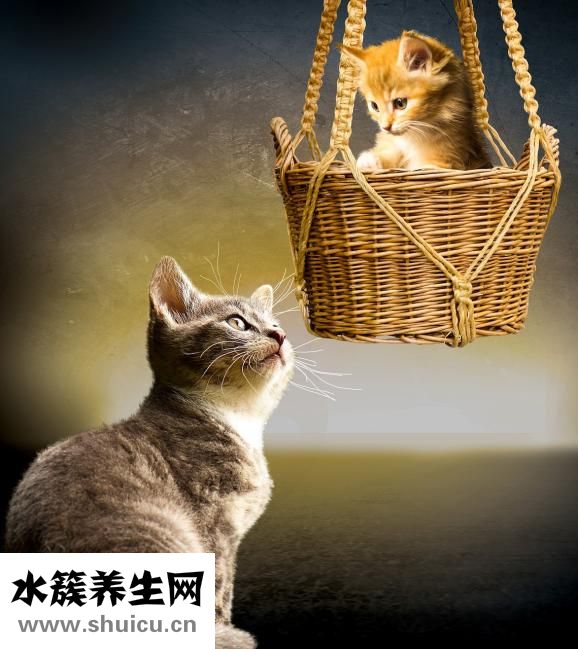 胎兒入盆什么感覺