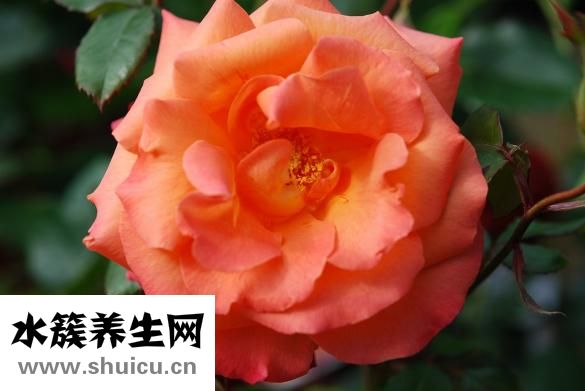 情人節(jié)送什么花