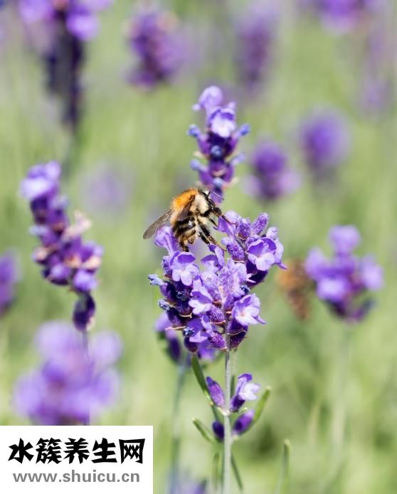 怎么樣去除法令紋