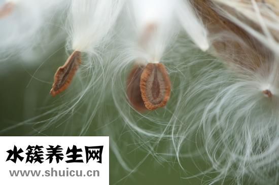 白癜風有什么癥狀