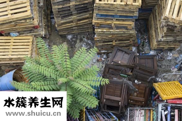 迪士尼英語怎么樣