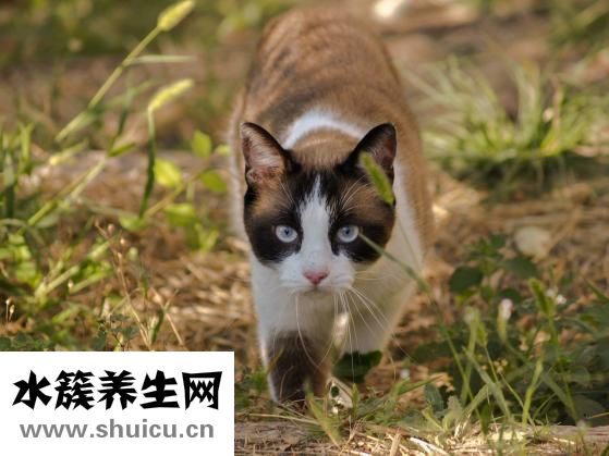 陽(yáng)虛體質(zhì)如何調(diào)理