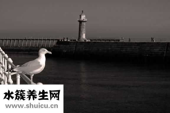 骨質疏松吃什么