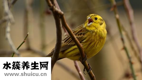 西麥燕麥片怎么樣