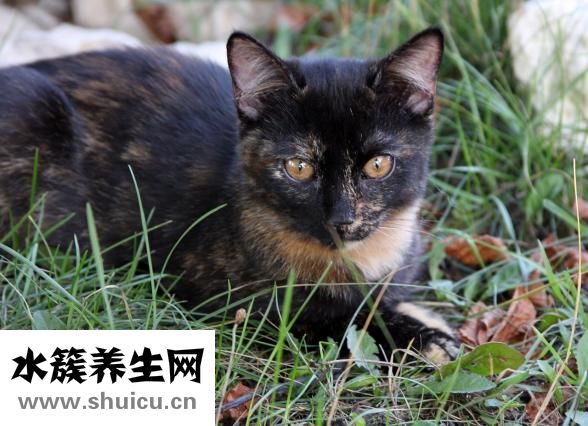 吃什么蔬菜對眼睛好