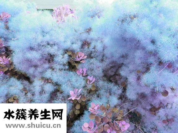 康乃馨的花語是什么