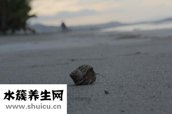 癌癥晚期怎么辦