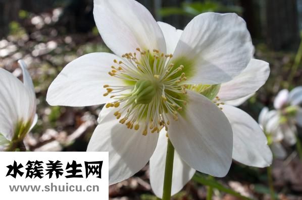 白癜風有什么癥狀