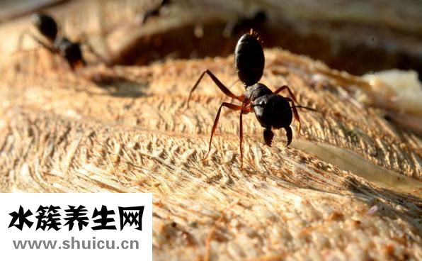 芮成鋼現在怎么樣了