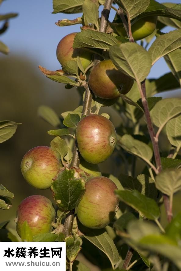 拉肚子可以吃什么菜