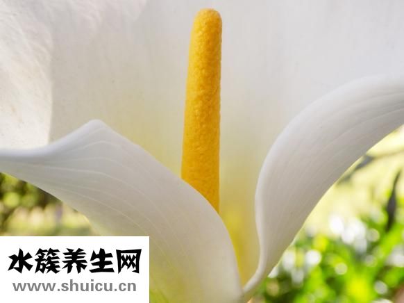 如何快速美白牙齒