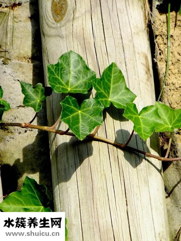 青春痘是怎么引起的