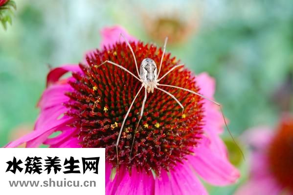 愛情是什么樣子的