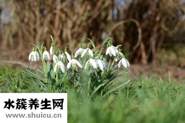 如何快速美白牙齒