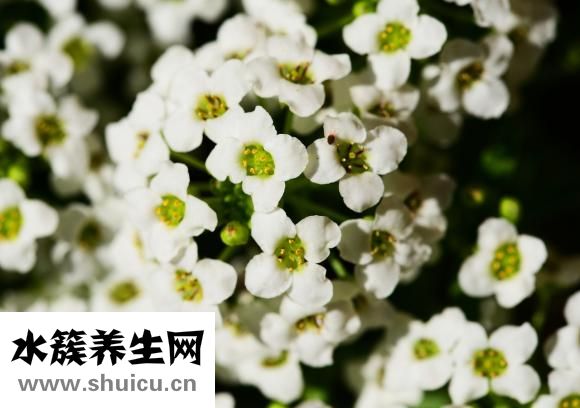 如何快速美白牙齒