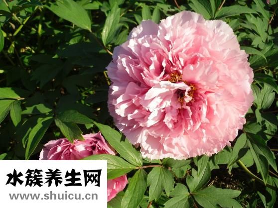 牡丹鸚鵡吃什么