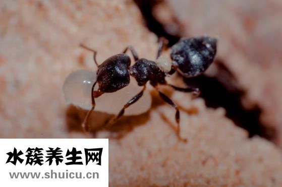 被蜂蟄了怎么辦