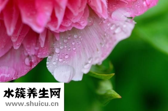 牡丹鸚鵡吃什么