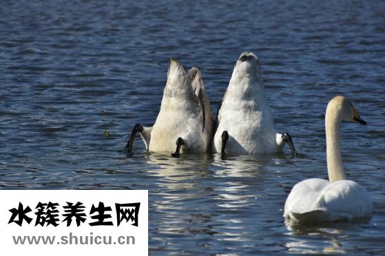 如何促進血液循環(huán)