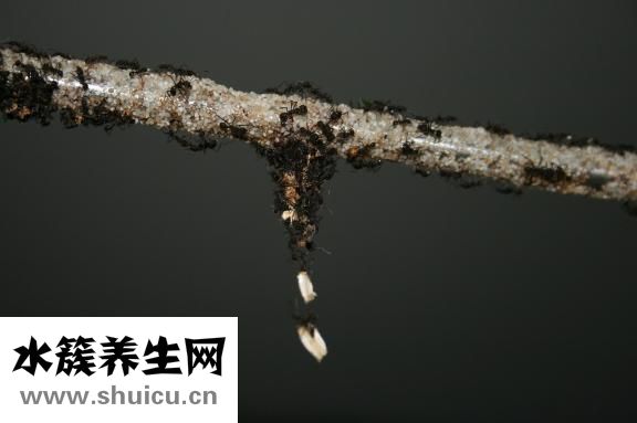 黑螞蟻怎么吃