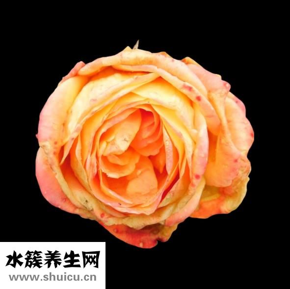 粉玫瑰代表什么