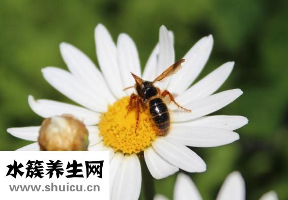 怎么去掉老年斑