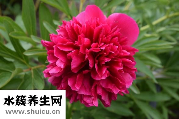 牡丹鸚鵡吃什么