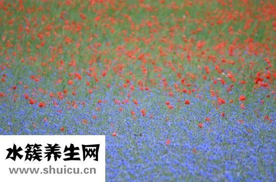 補(bǔ)腎吃什么好