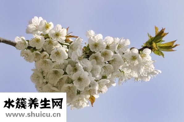 如何快速美白牙齒