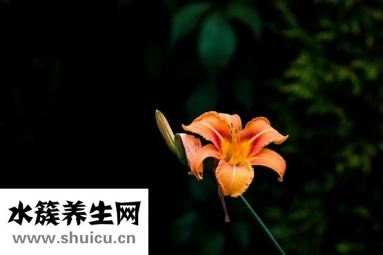 熬夜黑眼圈怎么去除