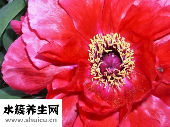 牡丹鸚鵡吃什么