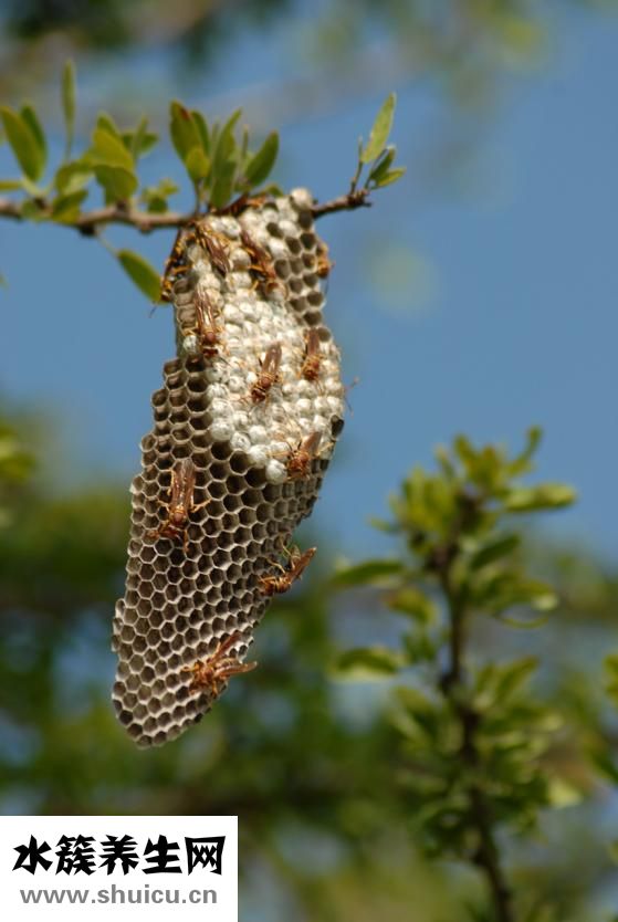 寶寶紅屁屁怎么辦