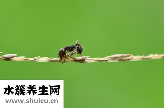 被蜂蟄了怎么辦