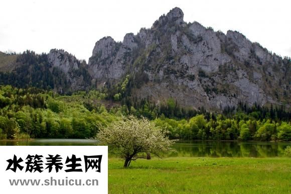 草字頭有什么字