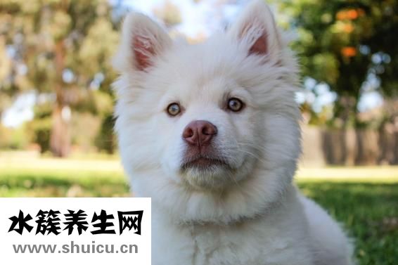 嬰兒不吃奶怎么辦