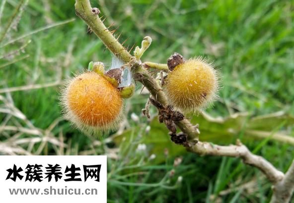 頭發掉是什么病