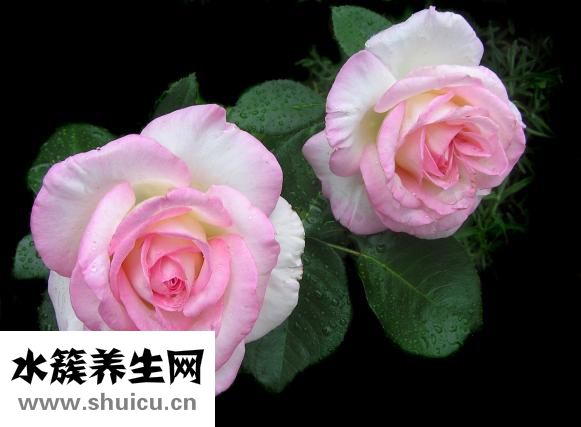 粉玫瑰代表什么