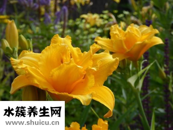 熬夜黑眼圈怎么去除