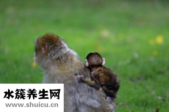 新生兒喝什么奶粉好