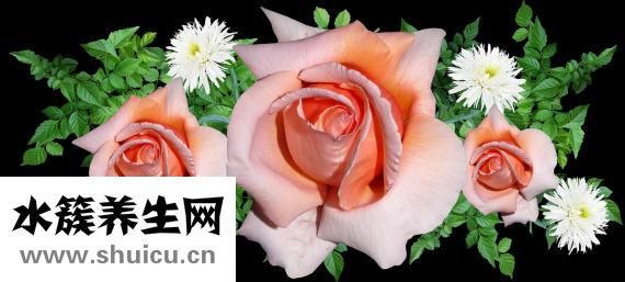 草字頭有什么字