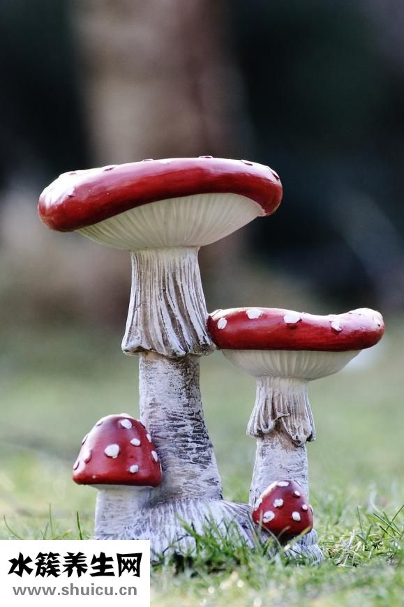 想減肥晚餐吃什么