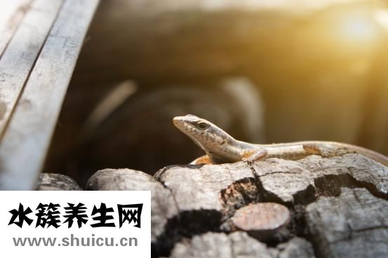 小圓臉適合什么發型