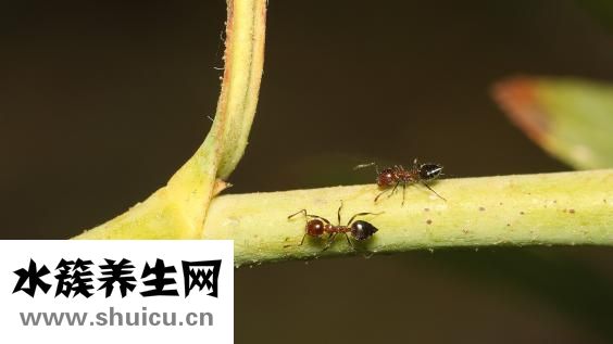 黑螞蟻怎么吃