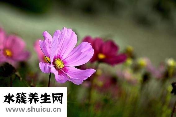 花印怎么樣