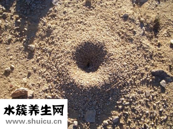 洗頭掉頭發怎么辦