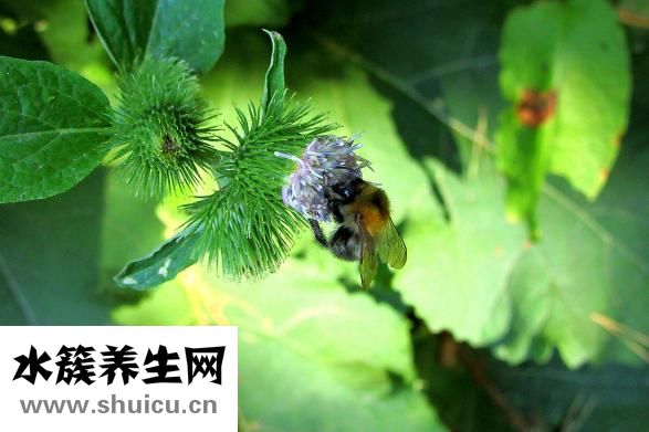 汪氏蜂蜜怎么樣