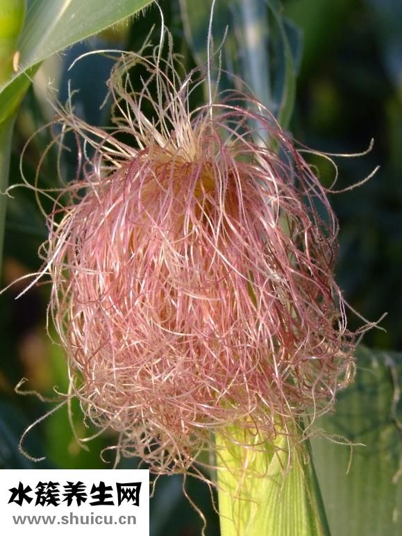 怎么讓頭發(fā)變硬